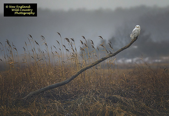 Snowy Owl (foggy marsh)