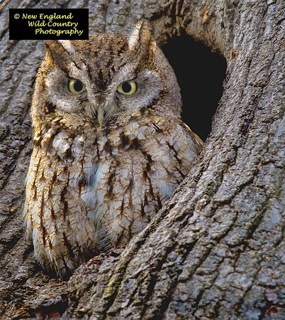Owl Eyes