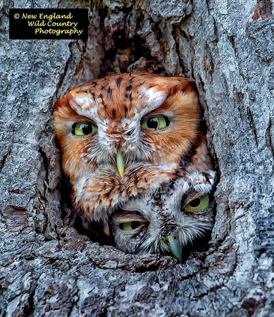 Screech  Snuggle