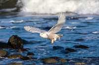 Seashore Snowy