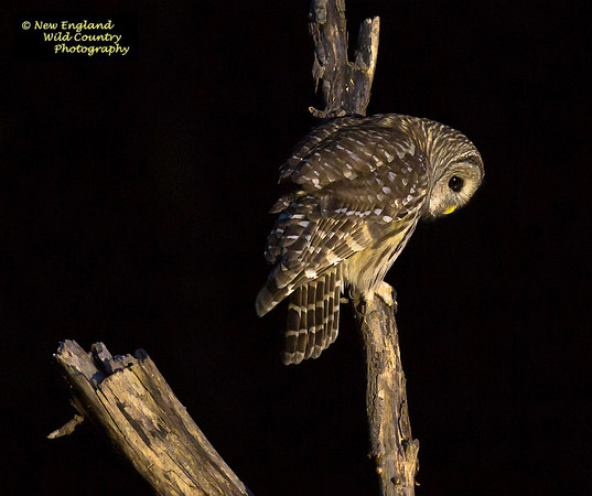 Night Owl