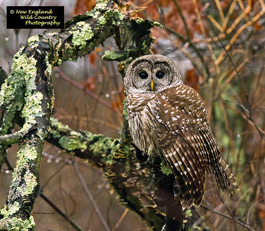 Barred Framework