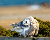 Snowy Owl  Beach Yoga