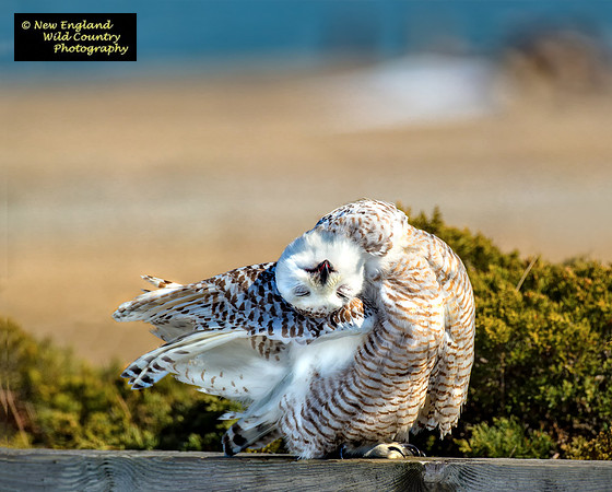 Snowy Owl  Beach Yoga