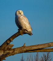 Snowy Owl (observer)
