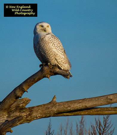 Snowy Owl (observer)