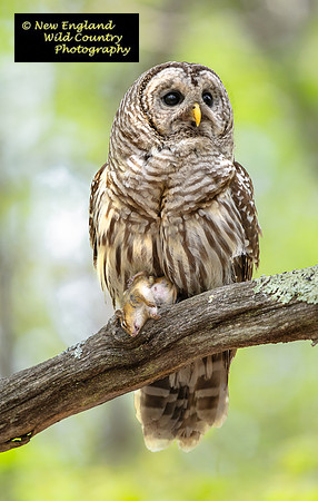 Forest Hunter