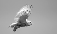 Snowy Owl Nostalgic