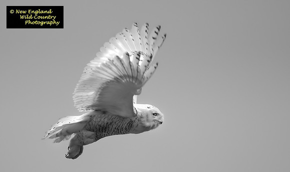 Snowy Owl Nostalgic
