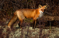 Foxy Lady