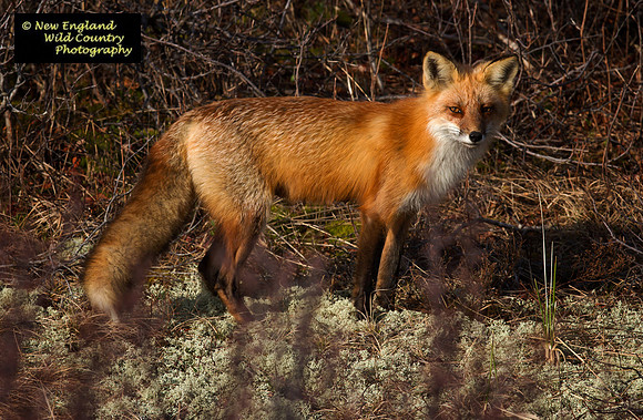 Foxy Lady