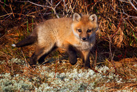 Foxes