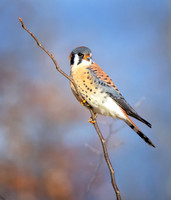 Falcons