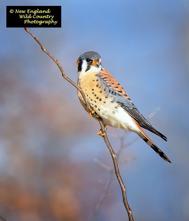Kestrel Kling