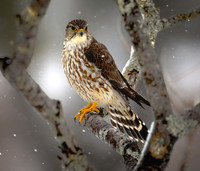 Merlin Spring Snow
