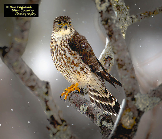 Merlin Spring Snow