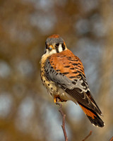 Kestrel Perch Pose