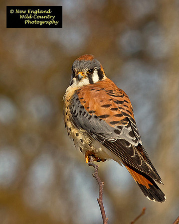 Kestrel Perch Pose