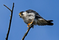 Perigrine Perch