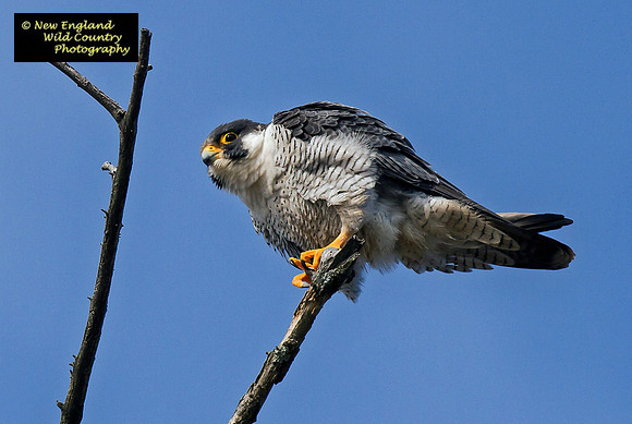 Perigrine Perch