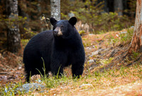 Bears