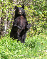 Walking  Tall