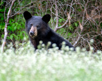 Bear Stare