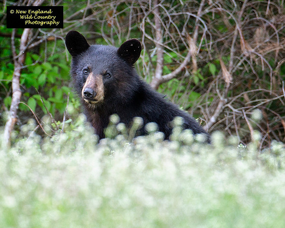 Bear Stare