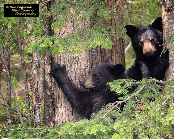 Tree Huggers