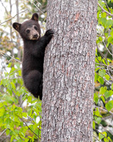 Curious Cub 2