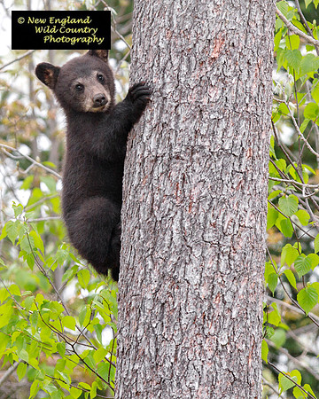 Curious Cub 2