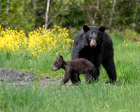 Little Leader