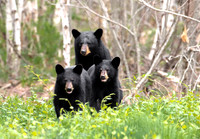The Three  Bears