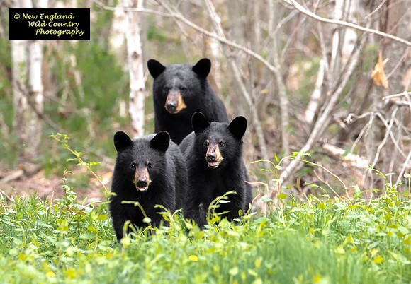 The Three  Bears