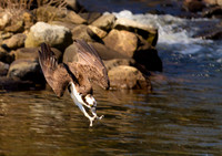 Osprey Dive