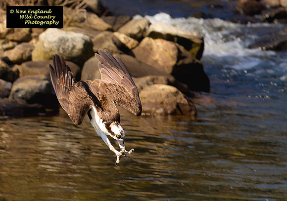 Osprey Dive