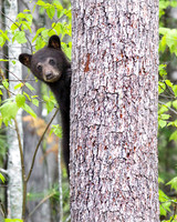 Curious Cub