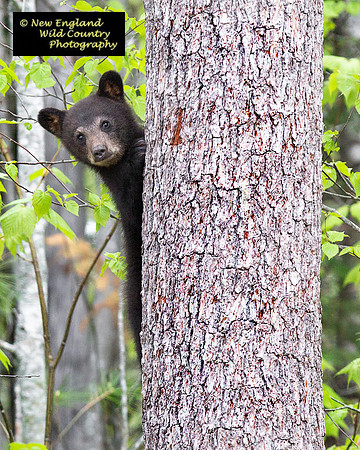 Curious Cub