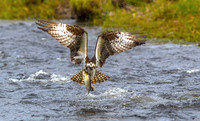 Flying Fins