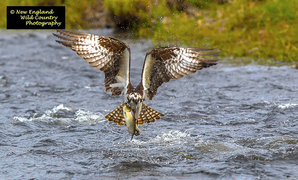 Flying Fins