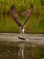 Bass & Wings