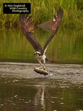 Bass & Wings