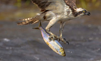 Flying Fish 2