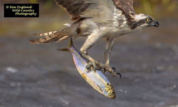 Flying Fish 2