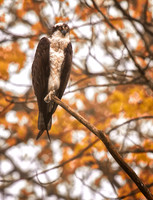 Osprey Overlook