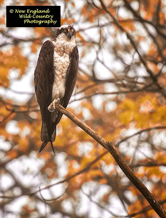 Osprey Overlook