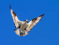 Hover