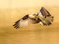 Wings & Fins