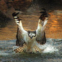 Splash & Pluck