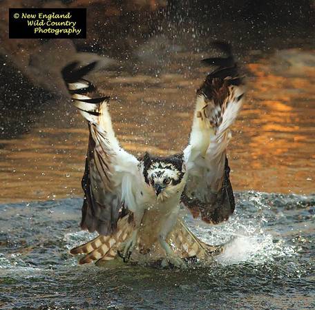 Splash & Pluck
